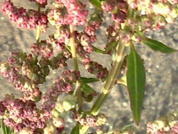 Amaranthus?